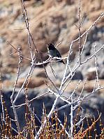 Mojave reserve (23).JPG